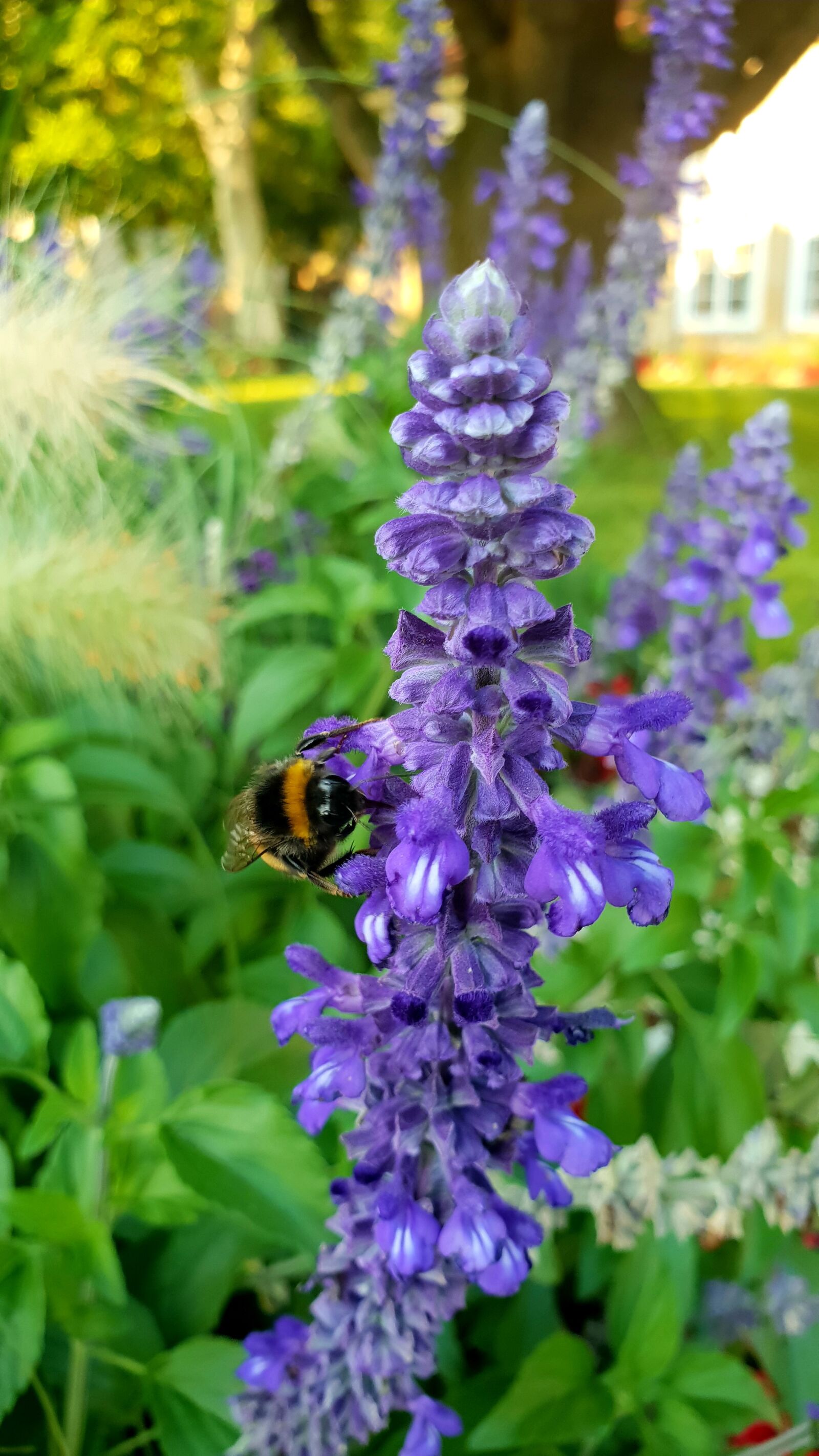 Samsung Galaxy S9 sample photo. Hummel, blossom, bloom photography
