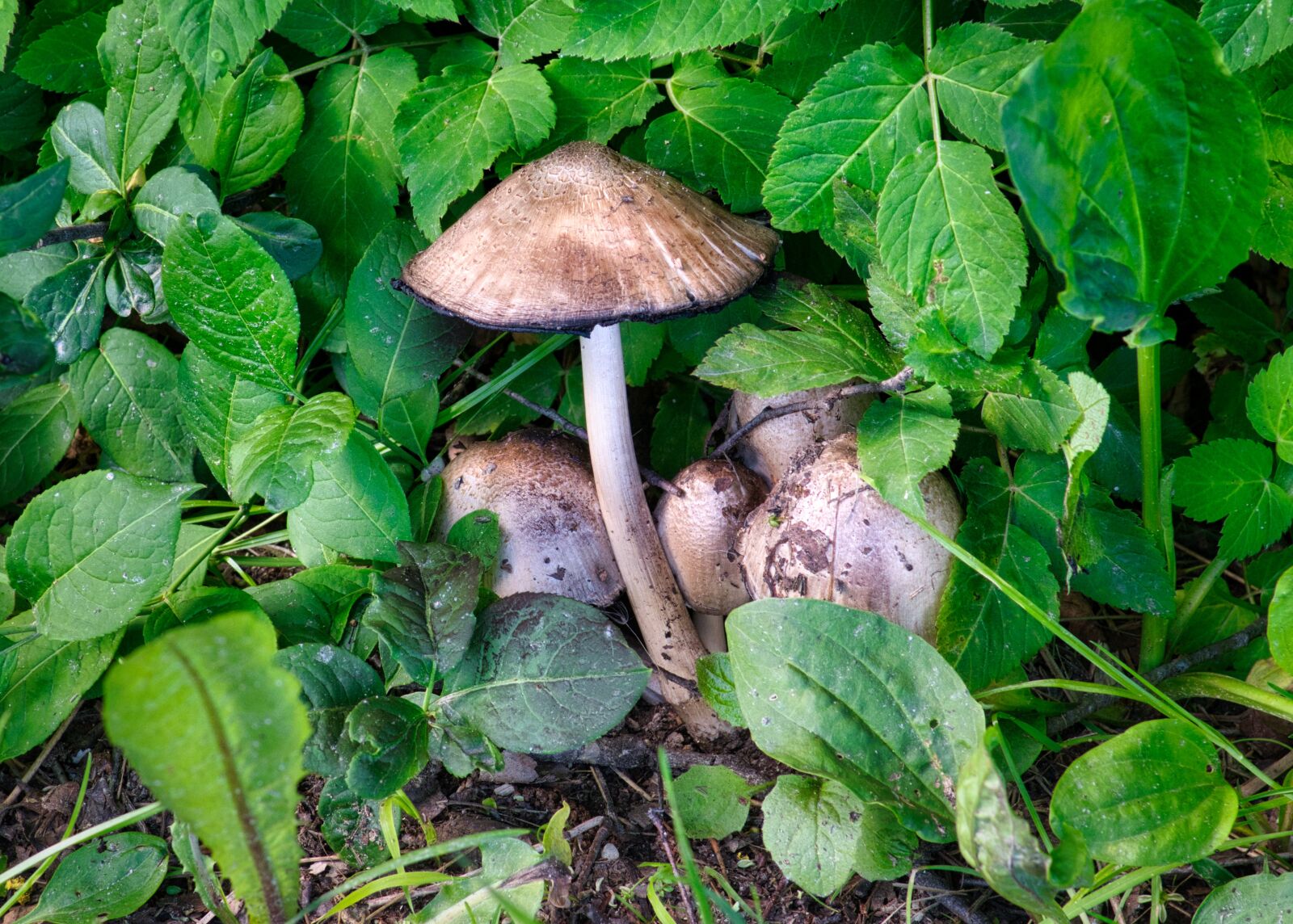 Nikon D7500 sample photo. Mushrooms, fungi, brown photography