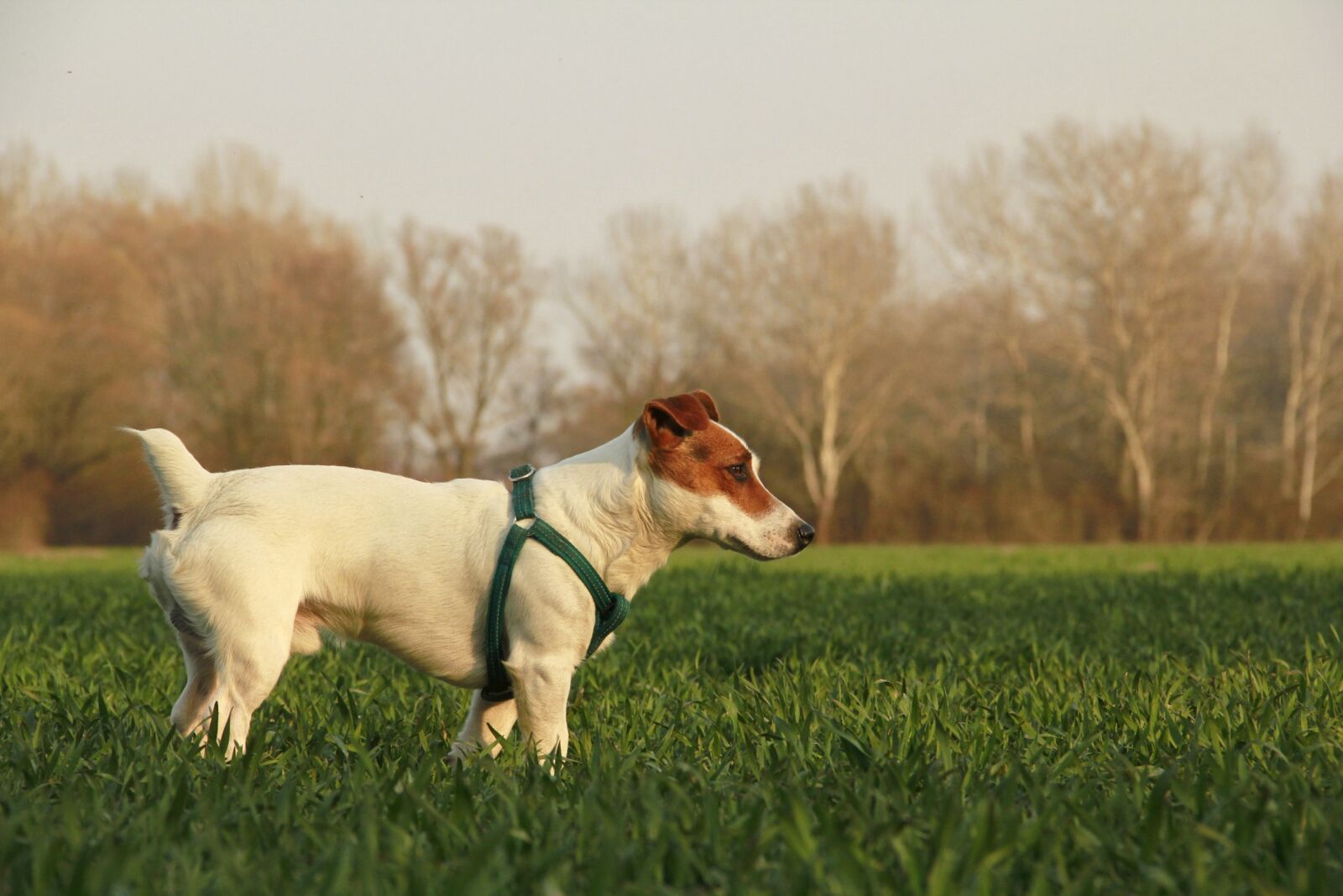 Canon EOS 550D (EOS Rebel T2i / EOS Kiss X4) sample photo. Dog, outdoor, animal photography