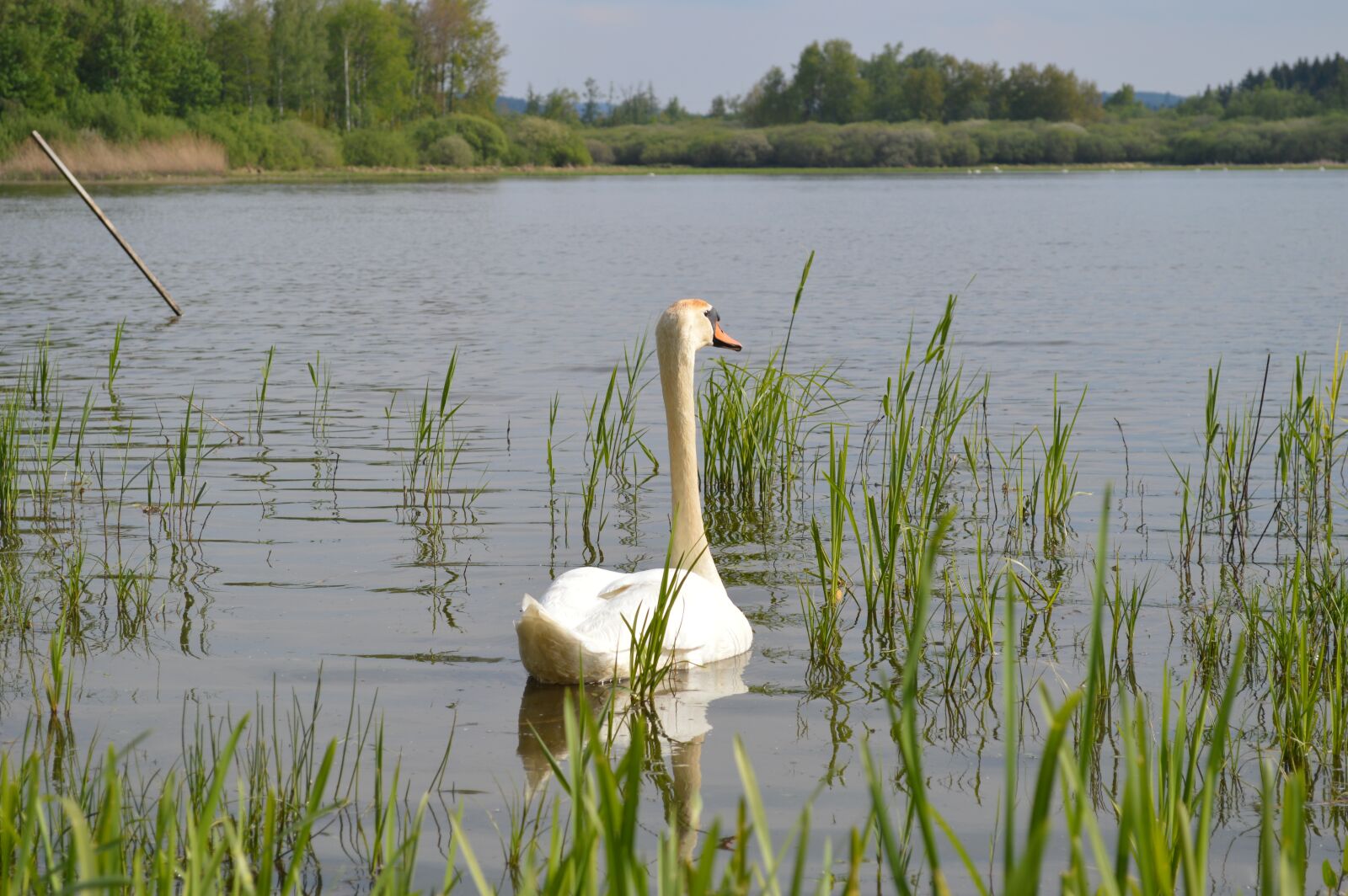 Nikon D3200 sample photo. Swan, water bird, animal photography