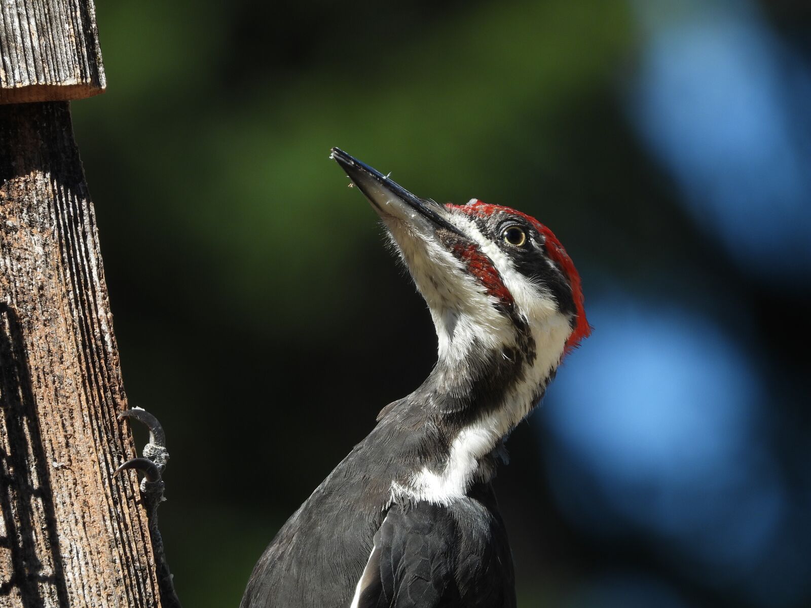 Nikon Coolpix P1000 sample photo. Pileated woodpecker, woodpecker, bird photography