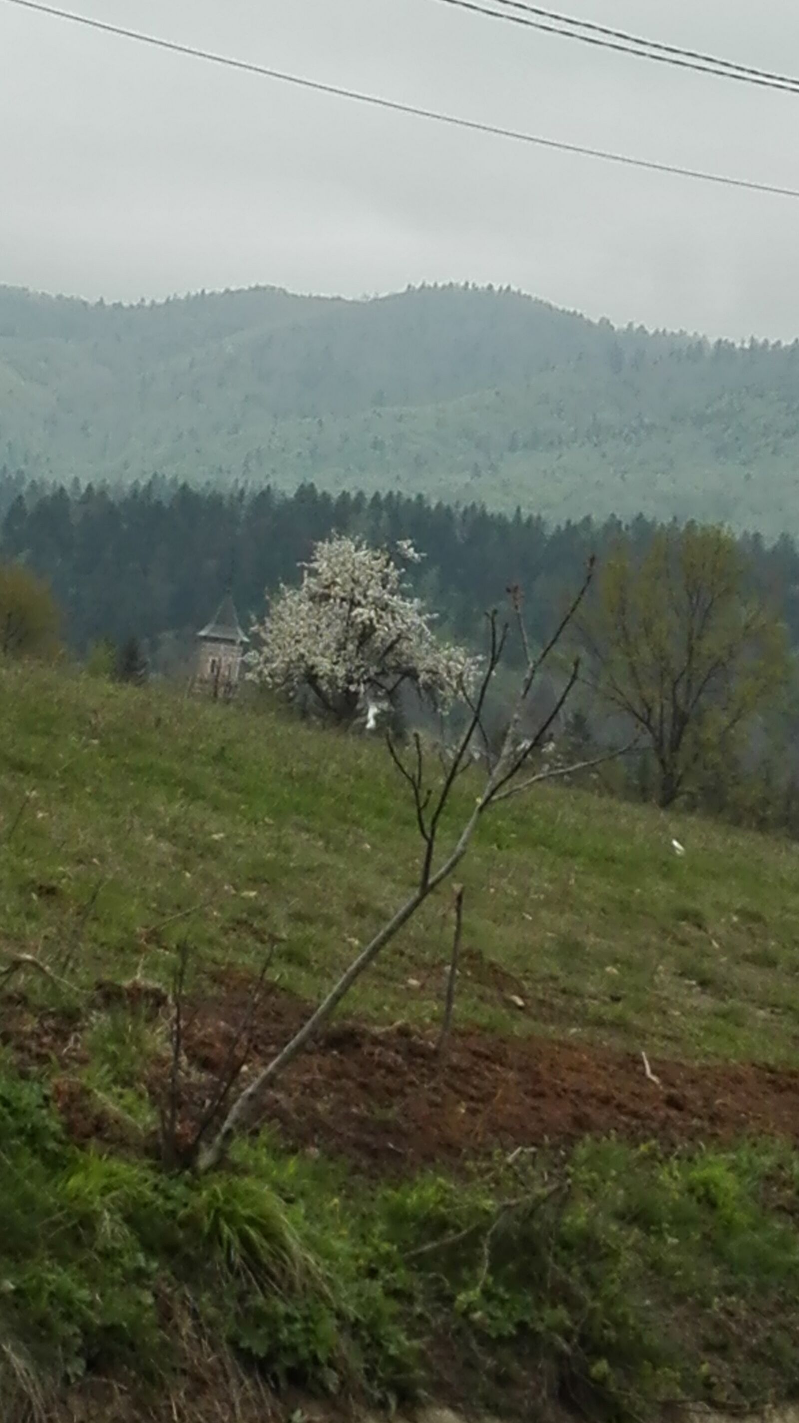 HUAWEI P8 Lite sample photo. Nature, autumn, forest photography