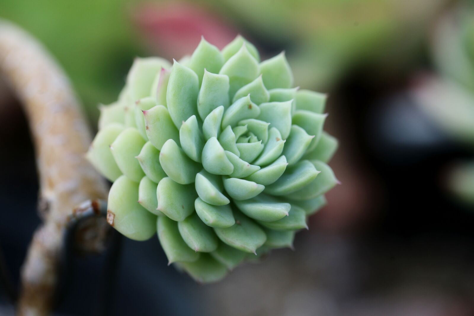 Canon EOS 5D sample photo. A fleshy plant, fleshy photography