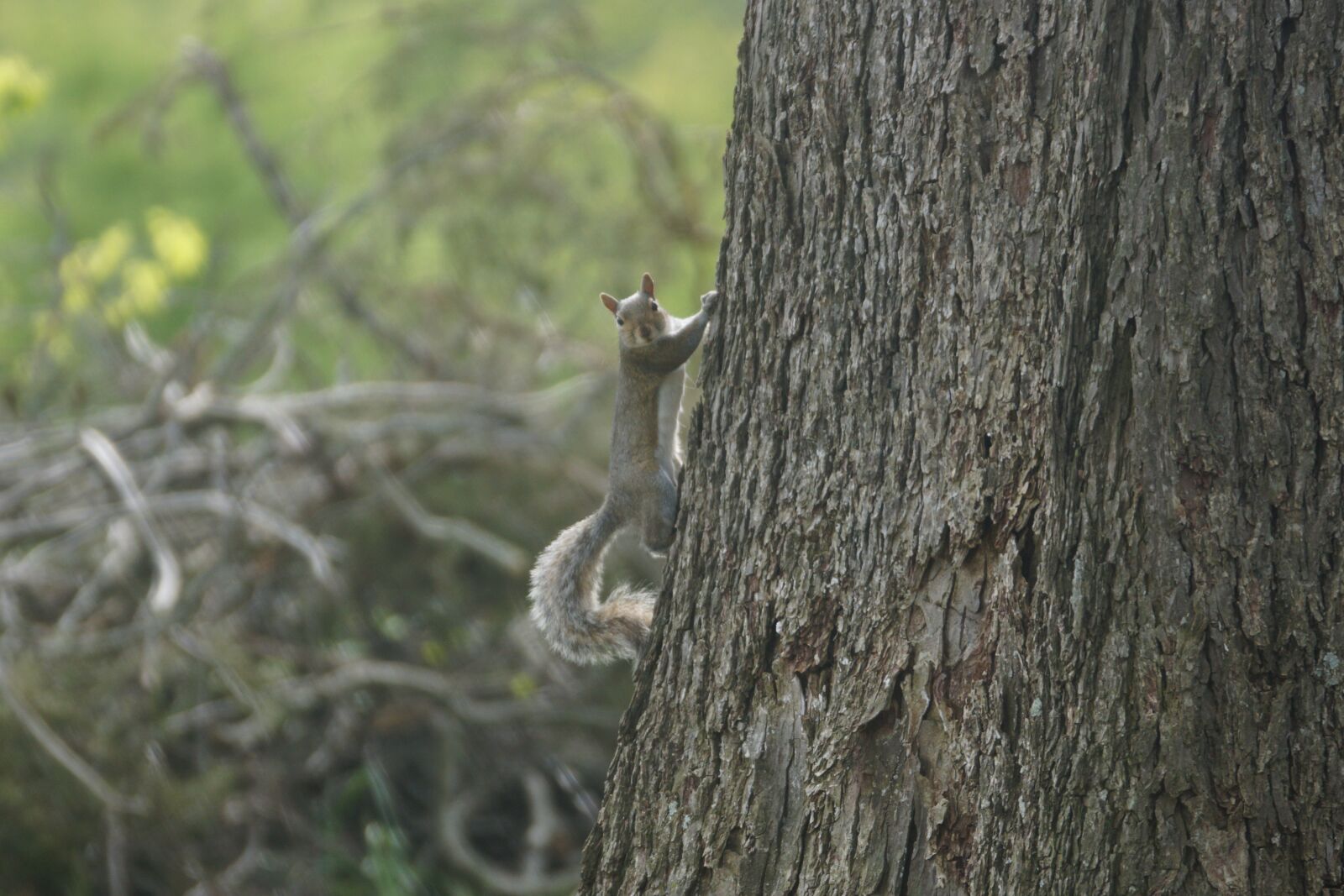 Sony SLT-A77 sample photo. Squirrel, tree, tree trunk photography