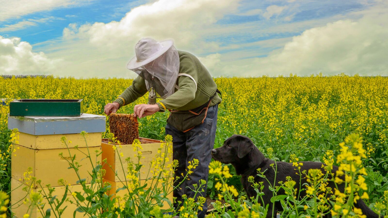 Nikon D7000 sample photo. Nature, bees, beekeeper photography
