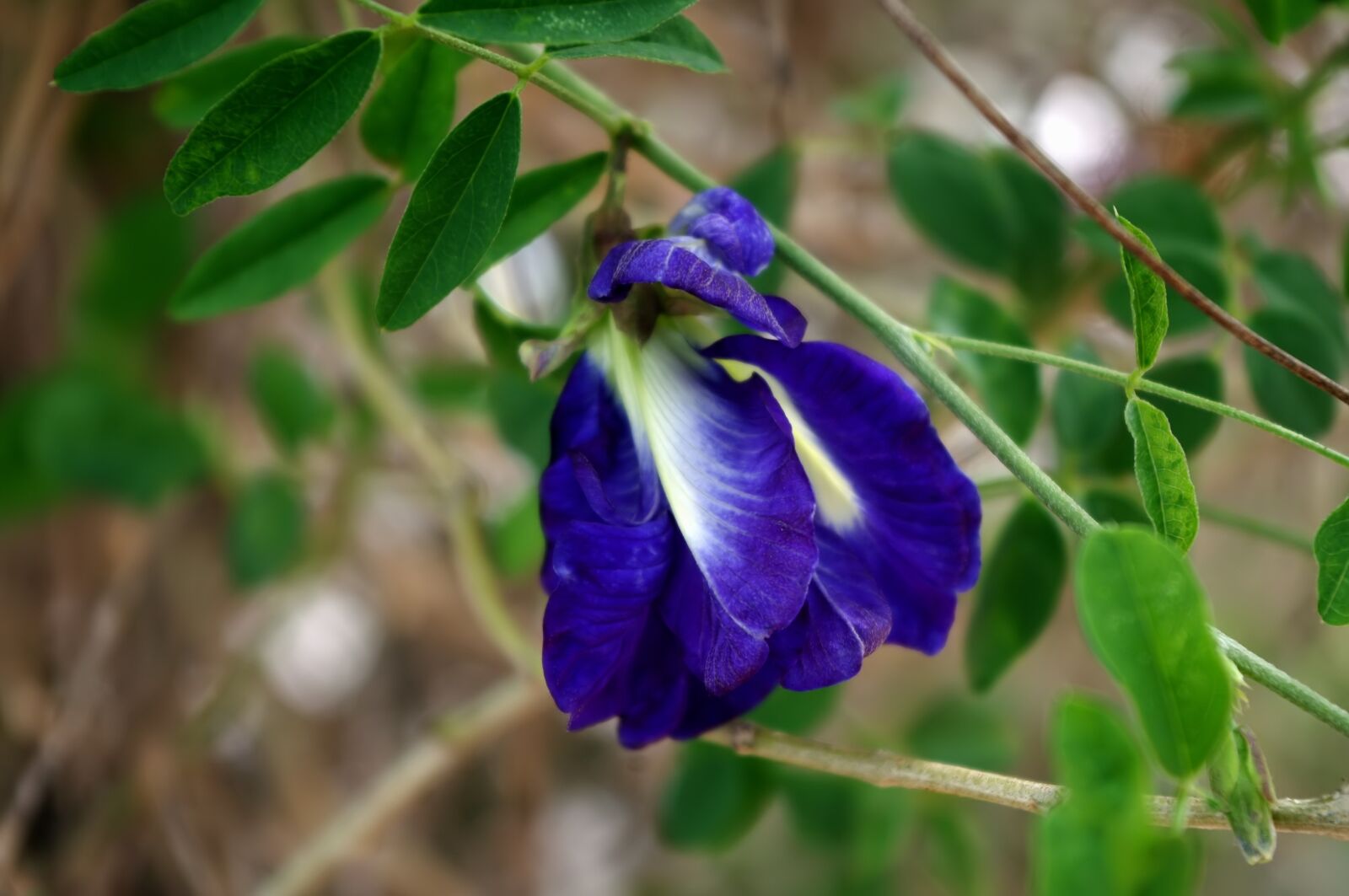 Pentax K-r sample photo. Blue flower herb, flower photography