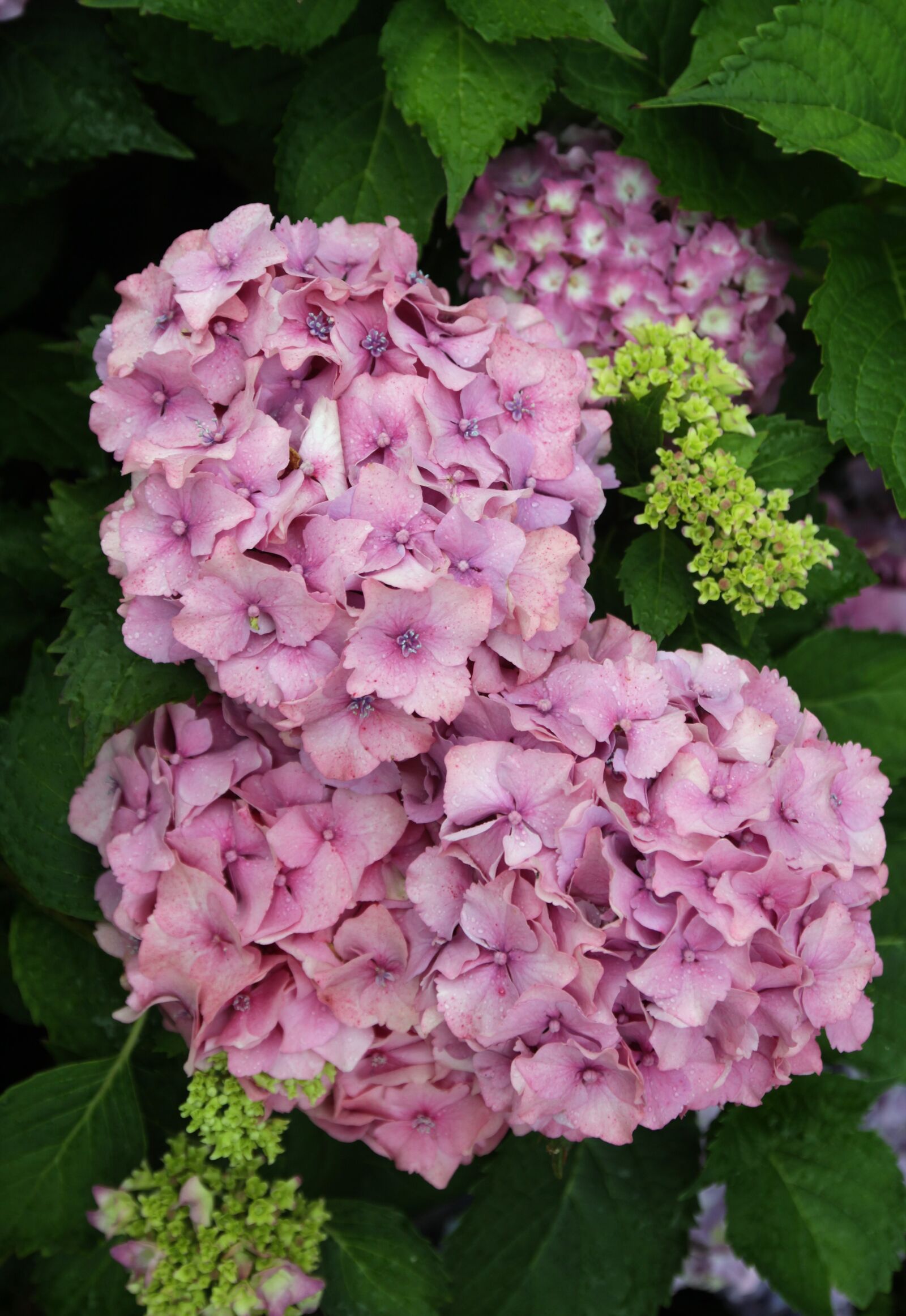 Canon EOS 600D (Rebel EOS T3i / EOS Kiss X5) sample photo. Hydrangeas, garden, hydrangea photography