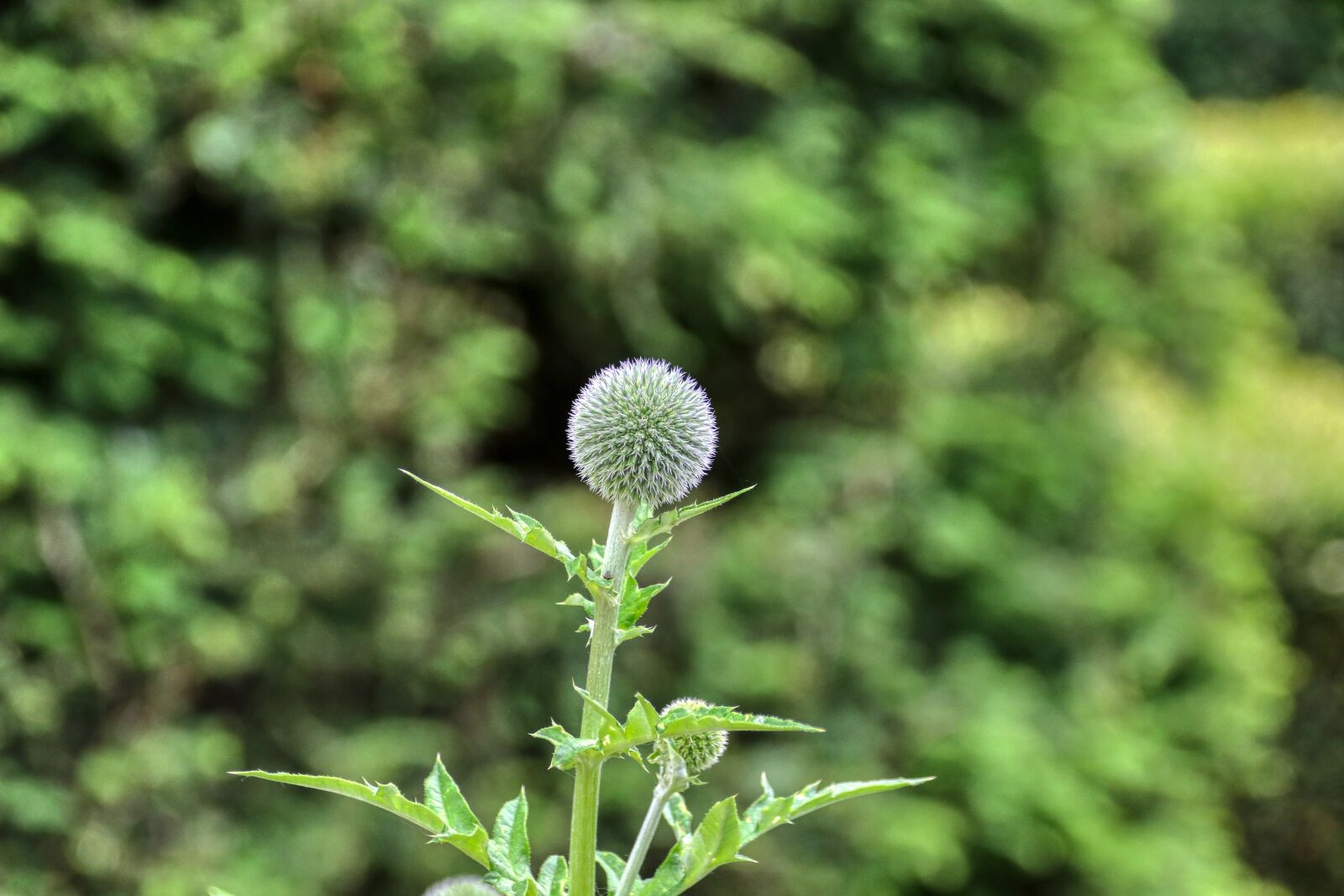 Canon EOS 80D sample photo. Plant, green, nature photography