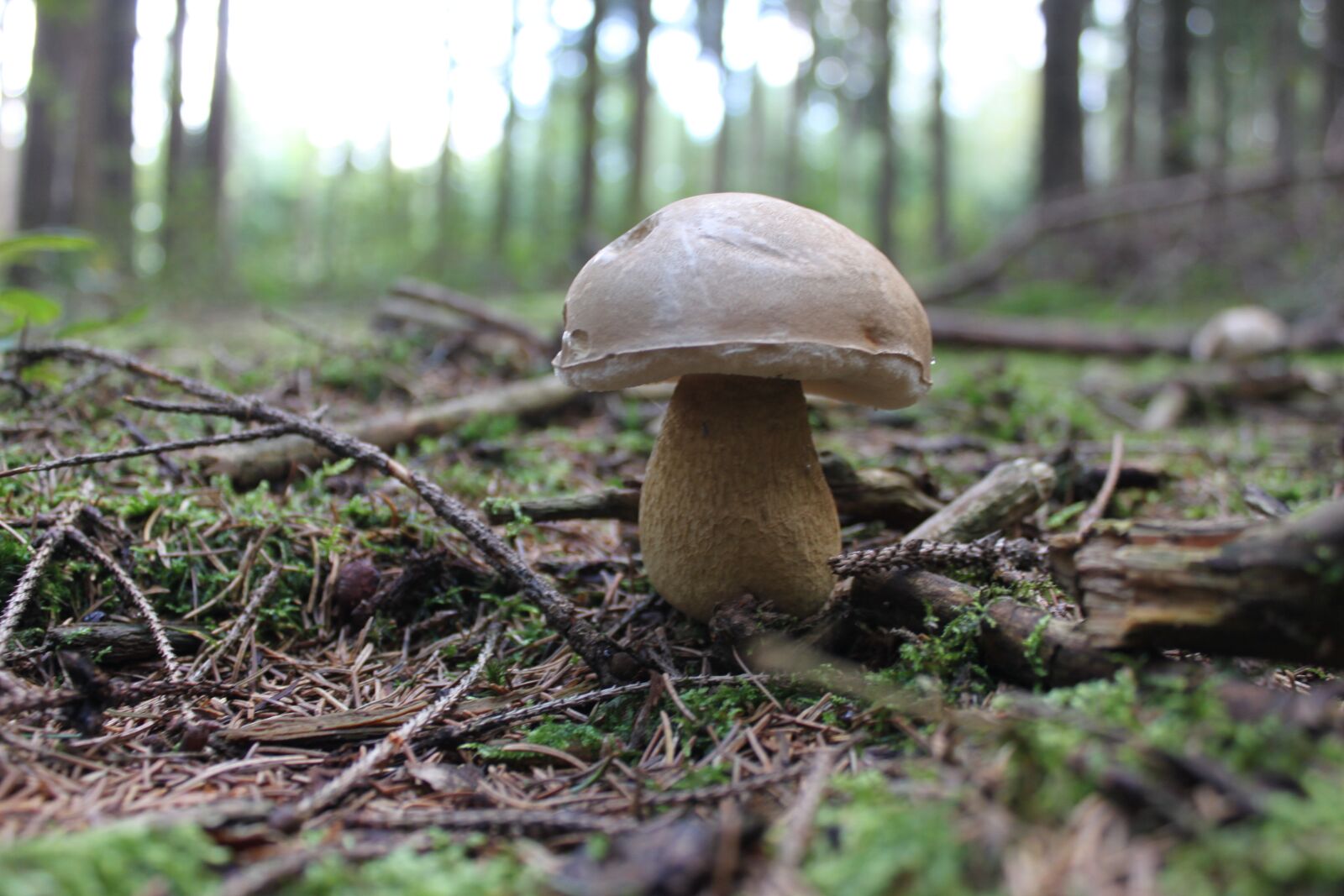 Canon EOS 500D (EOS Rebel T1i / EOS Kiss X3) sample photo. Mushroom, forest, ground photography