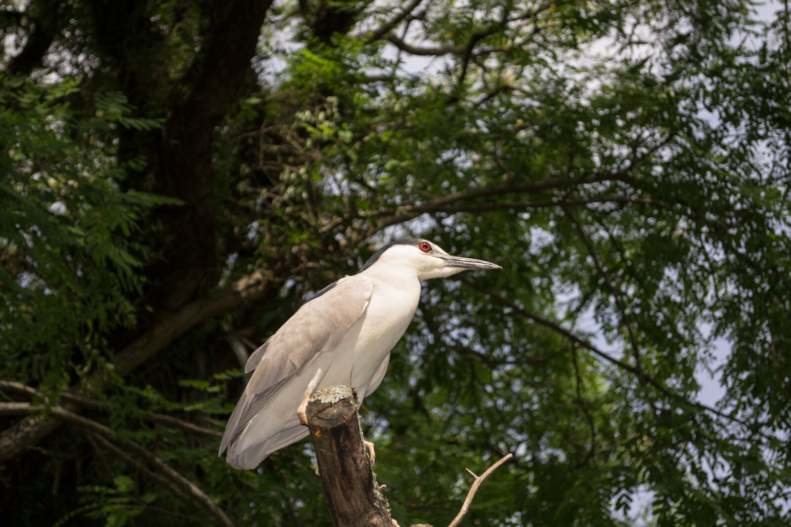 Nikon D3100 sample photo. Ave, passaro, nature photography