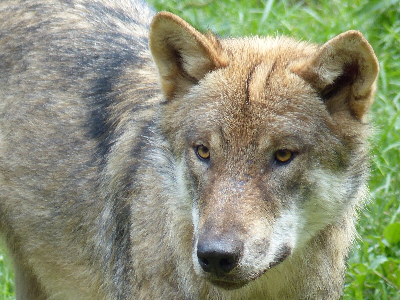 Panasonic Lumix DMC-FZ200 sample photo. Wolf, animal, predator photography