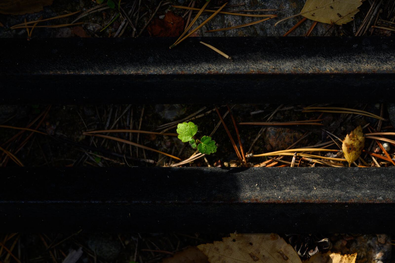 Nikon Z8 sample photo. Sunshine plant photography
