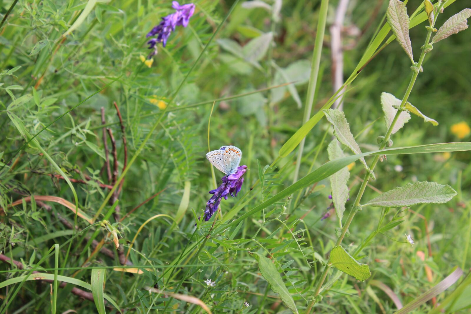 Canon EOS 550D (EOS Rebel T2i / EOS Kiss X4) sample photo. Grass, butterfly, nature photography
