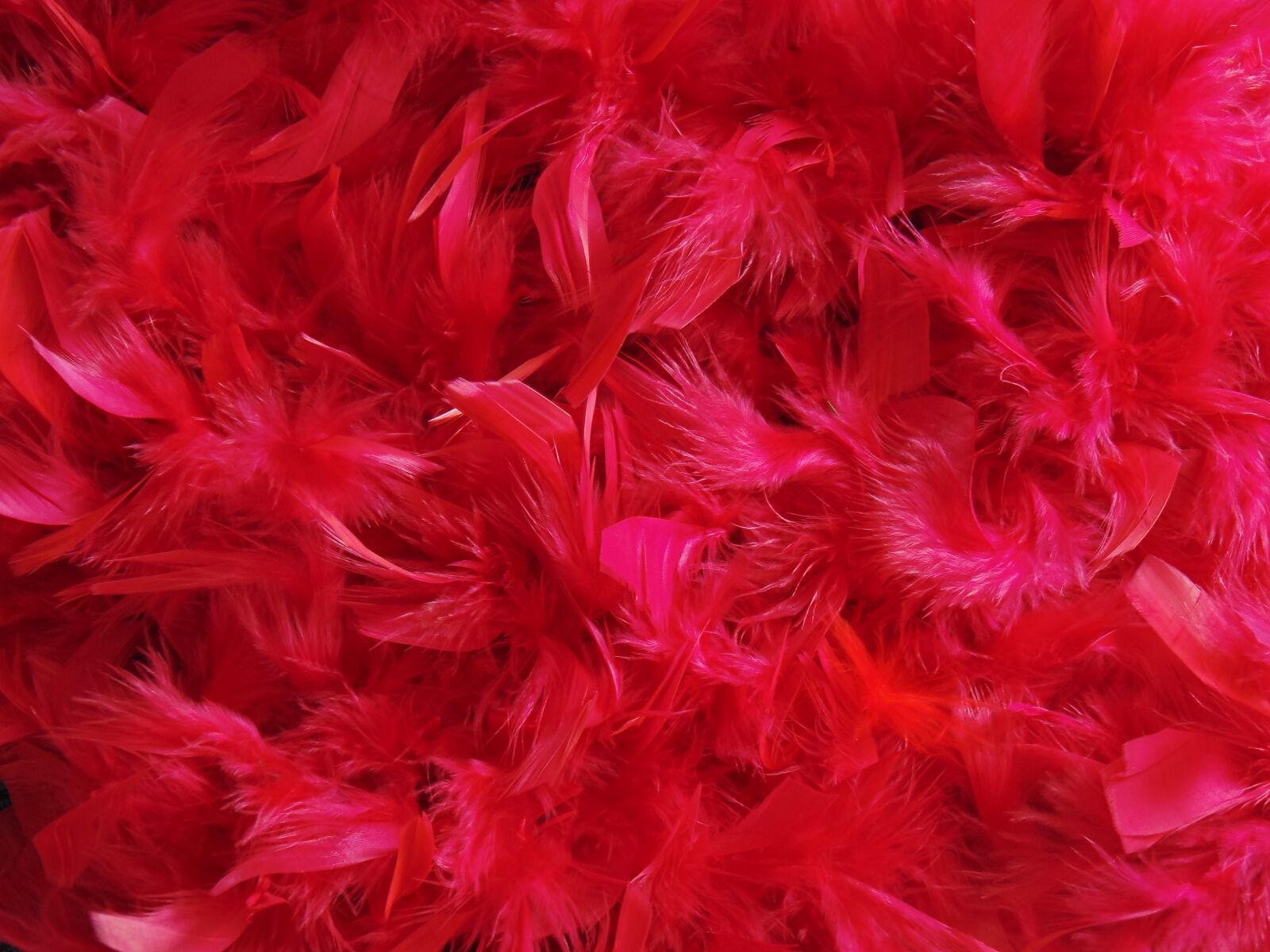 Sony DSC-H100 sample photo. Feathers, dyed, color photography