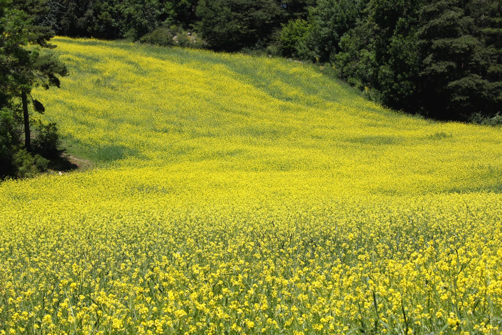 Canon EOS 550D (EOS Rebel T2i / EOS Kiss X4) sample photo. Rapeseed, field, yellow photography
