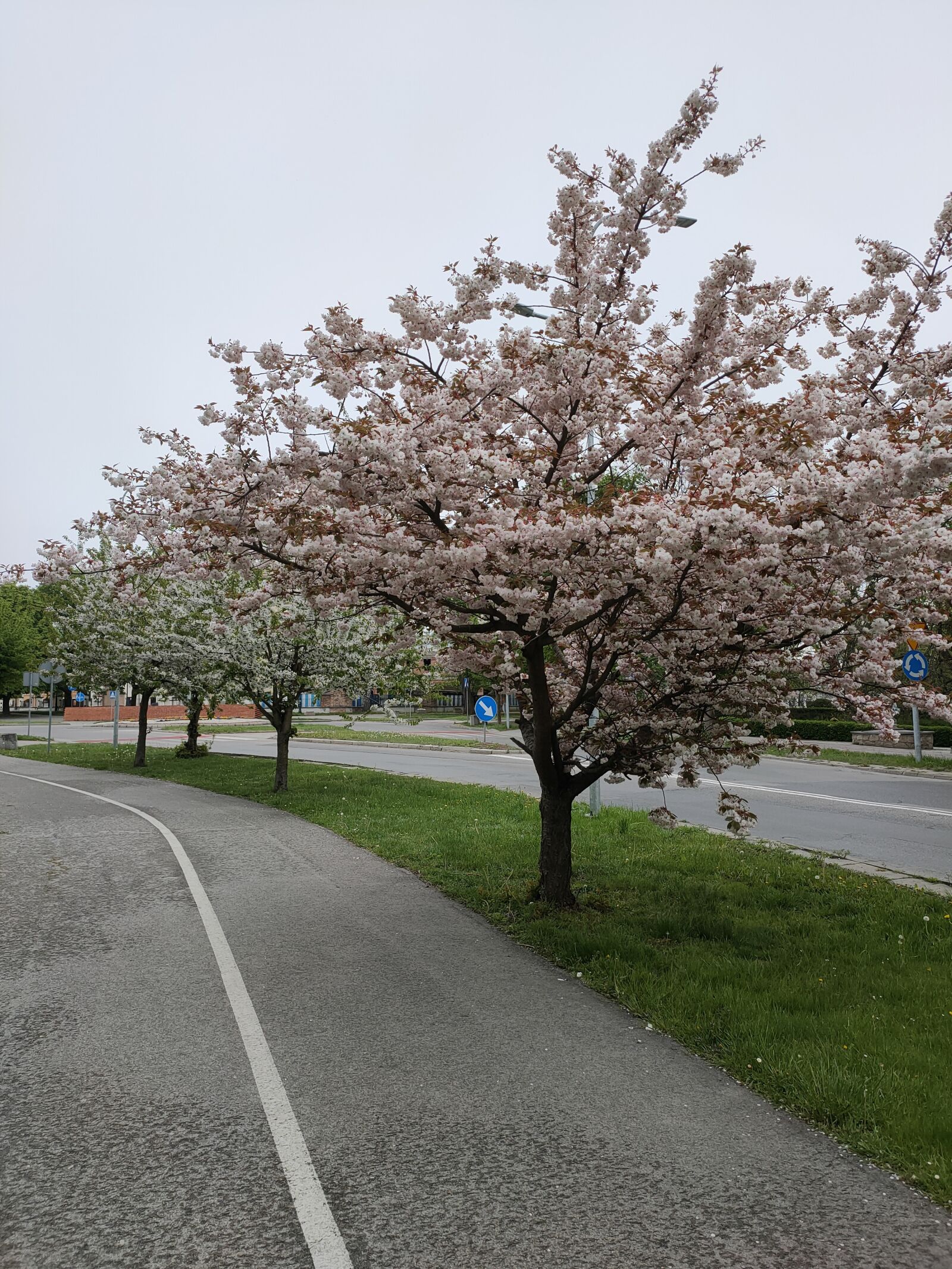 OPPO RENO2 sample photo. Spring, walkway, cycle path photography