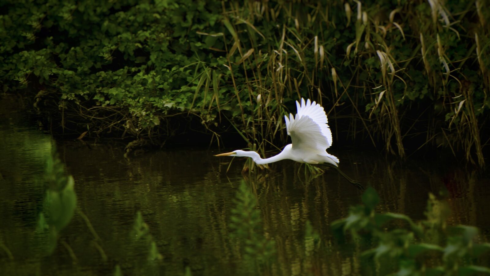 VR 70-300mm f/4.5-6.3G sample photo. Animal, river, waterside photography