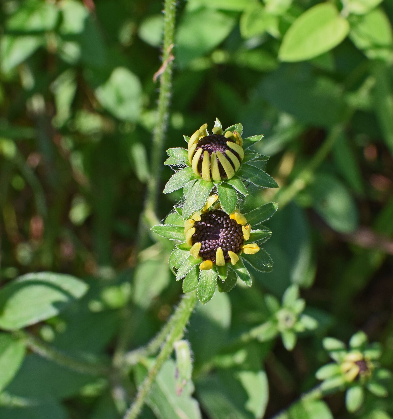Nikon D3300 sample photo. Wild black-eyed susan opening photography