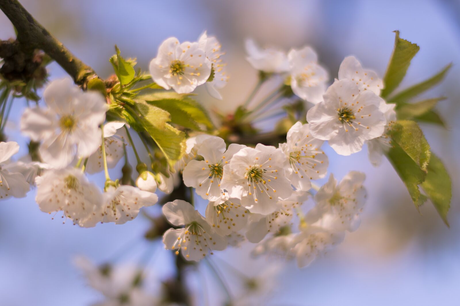 Nikon D500 sample photo. Flower, plant, branch photography
