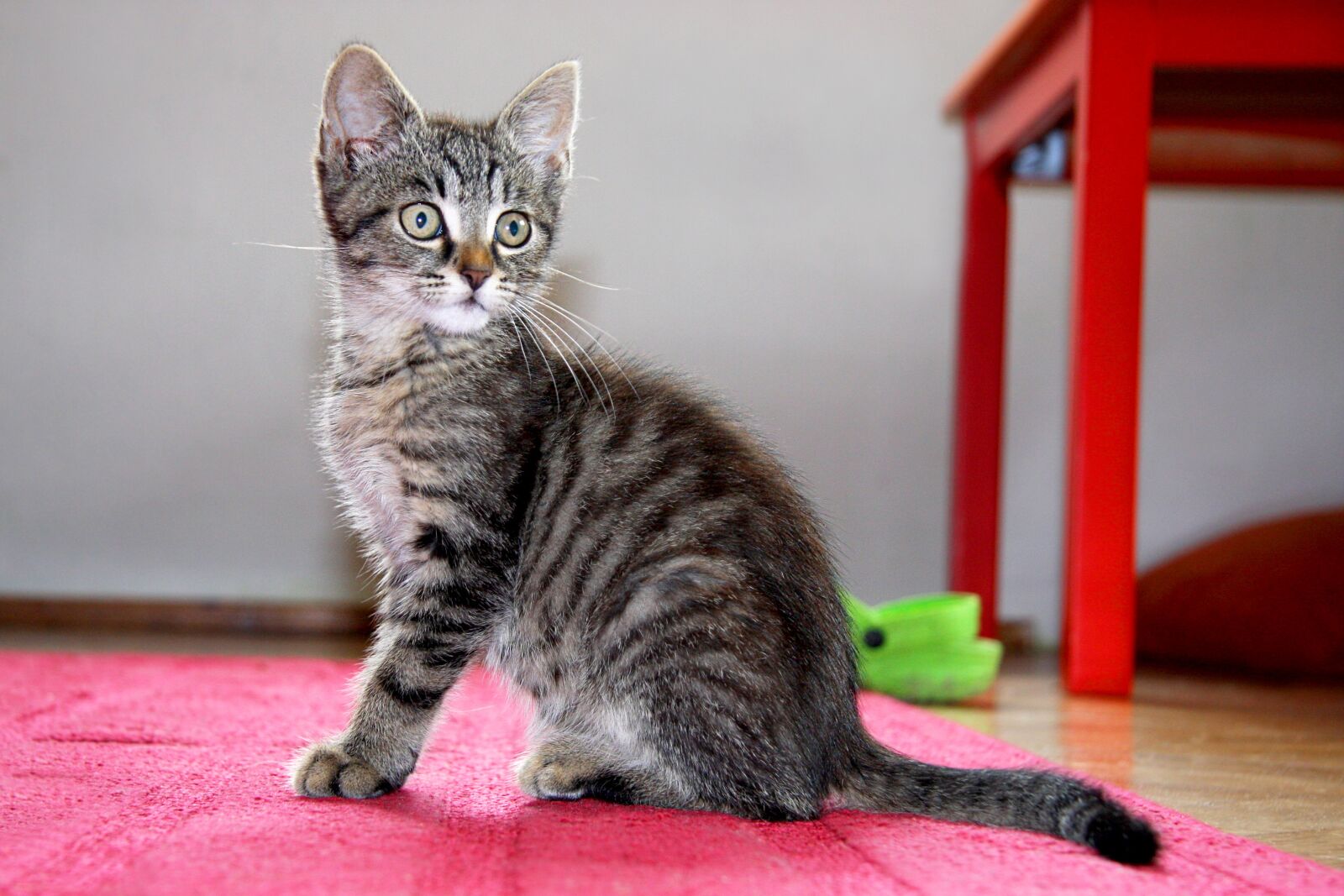 Canon EOS 40D sample photo. Cat, kitten, sitting photography