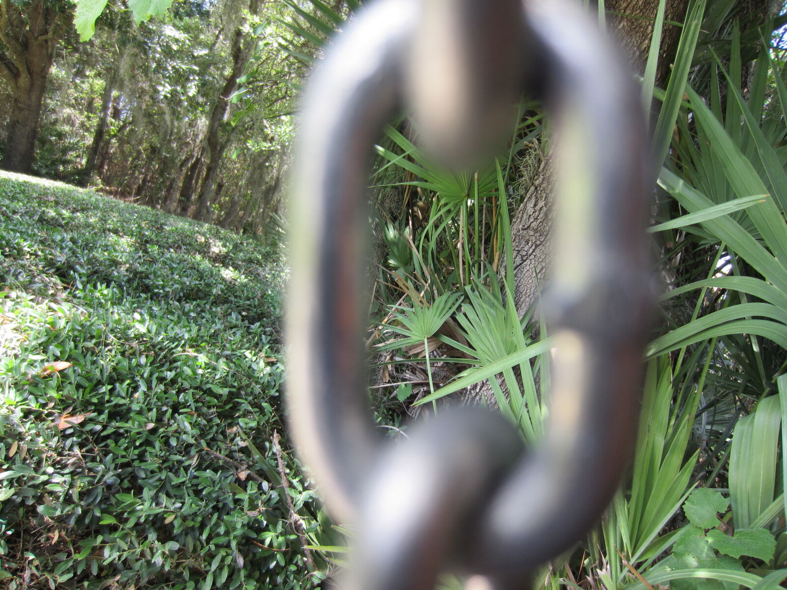 Canon PowerShot ELPH 300 HS (IXUS 220 HS / IXY 410F) sample photo. Catena, chain, forest, foresta photography