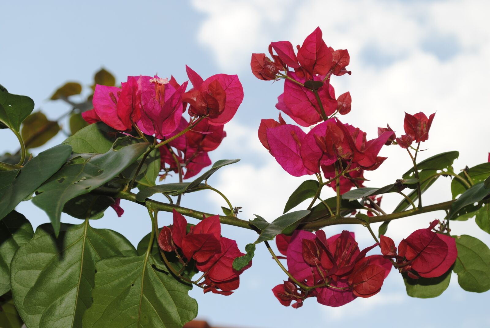 Nikon D3000 sample photo. Flowers, roses, detail photography