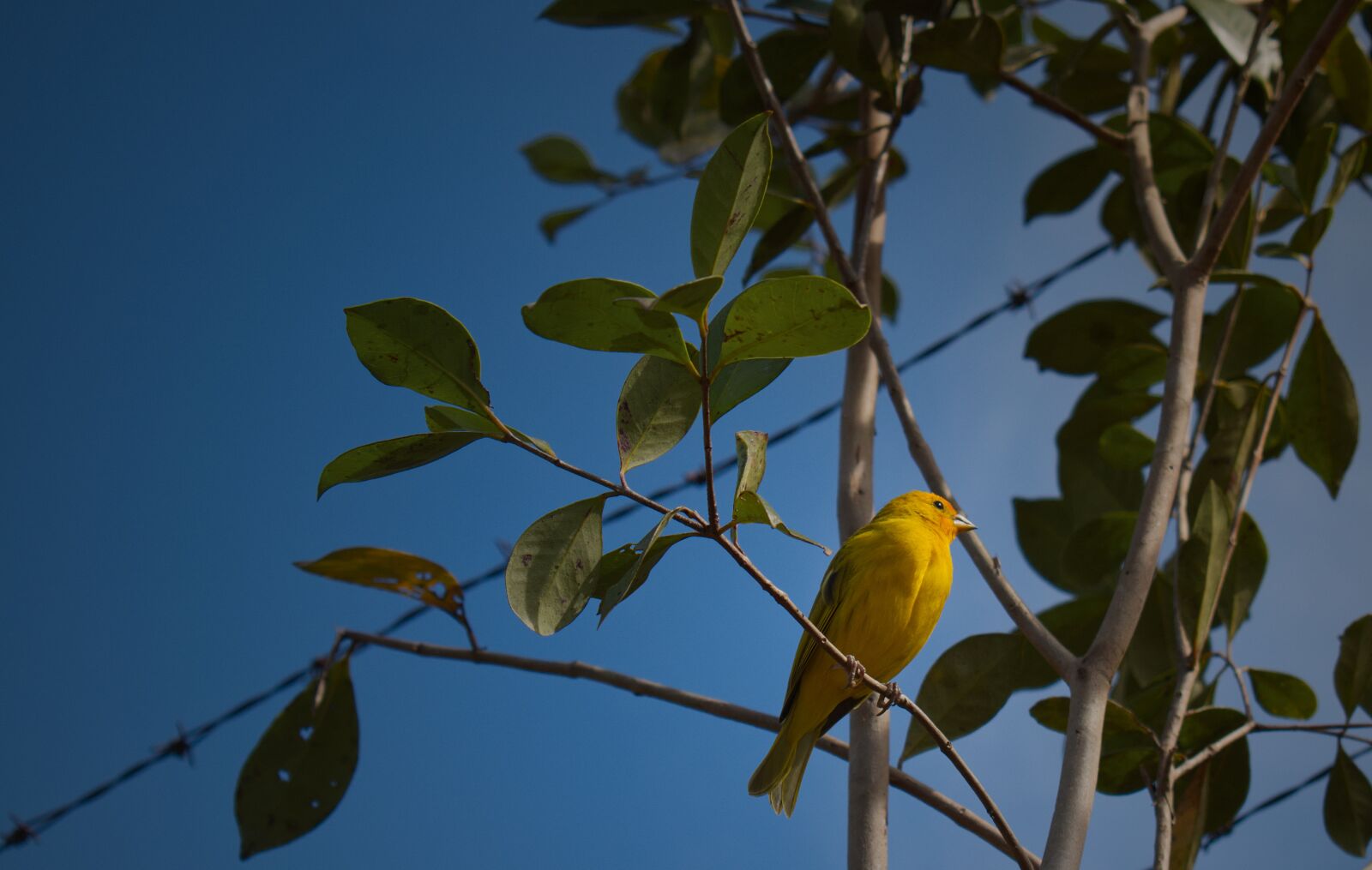 Nikon D5600 sample photo. Bird, yellow, nature photography