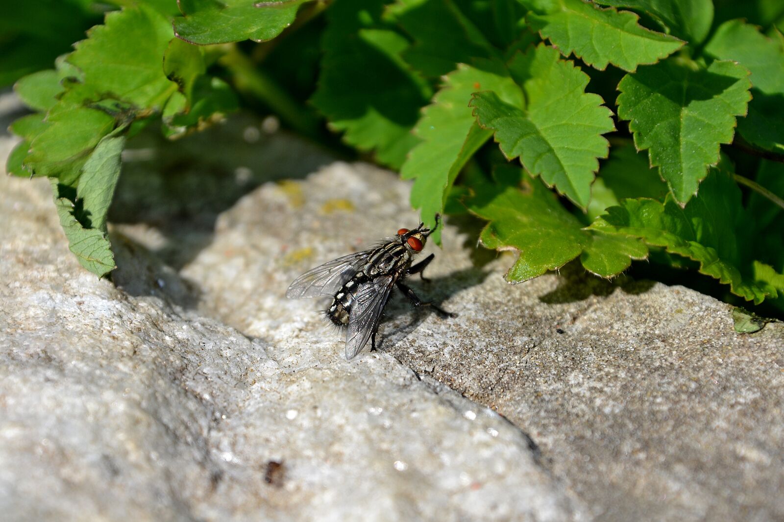 Nikon D3100 sample photo. Fly, one-day fly, insect photography