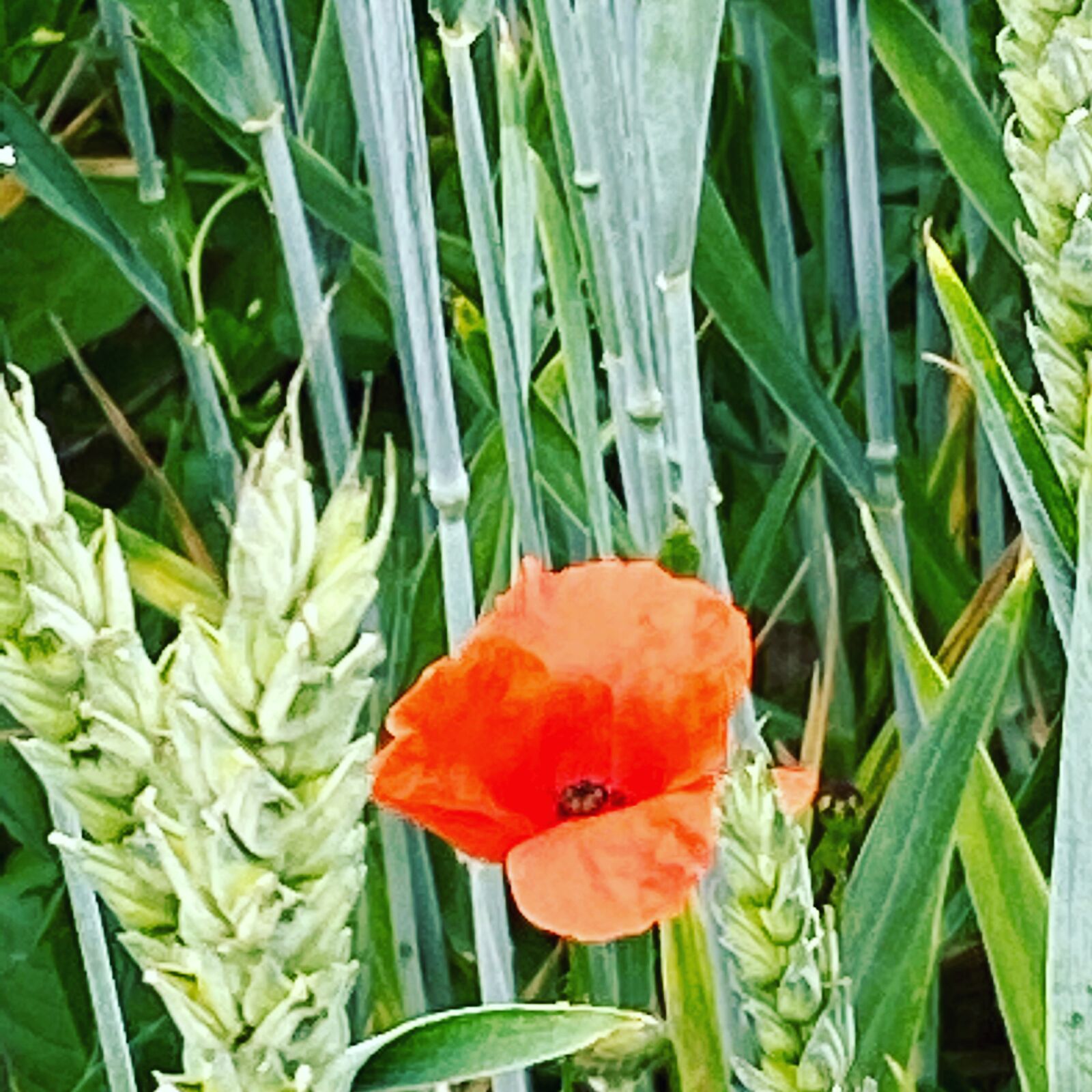 Apple iPhone 11 Pro sample photo. Rye, poppy, nature photography