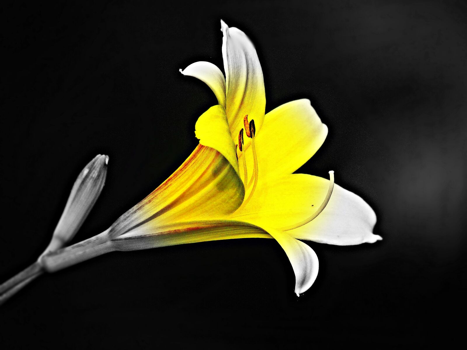 Canon PowerShot SX30 IS sample photo. Flower, nature, plant photography