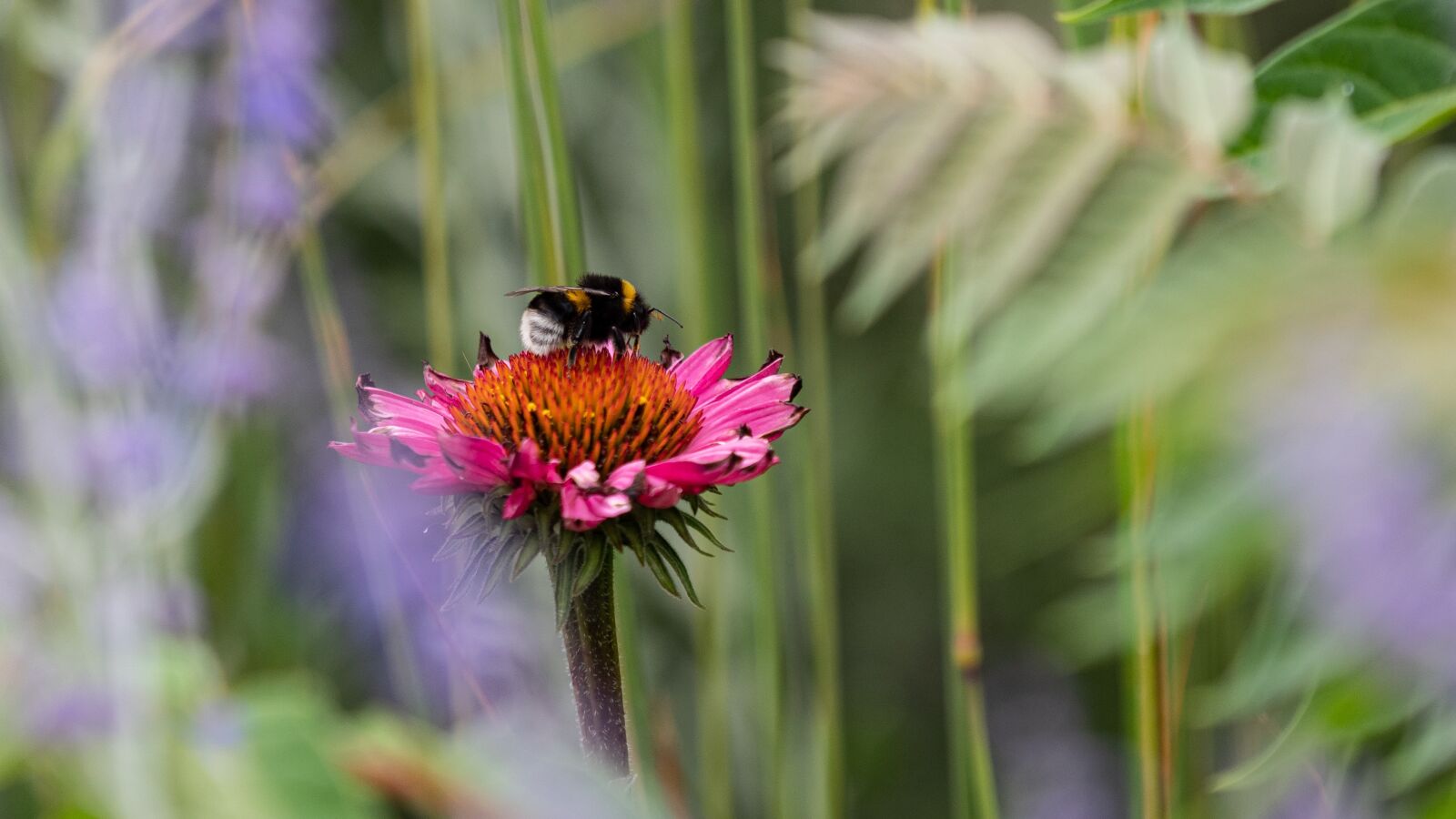 Olympus OM-D E-M1 Mark II + Olympus M.Zuiko Digital ED 40-150mm F2.8 Pro sample photo. Hummel, insect, flower photography