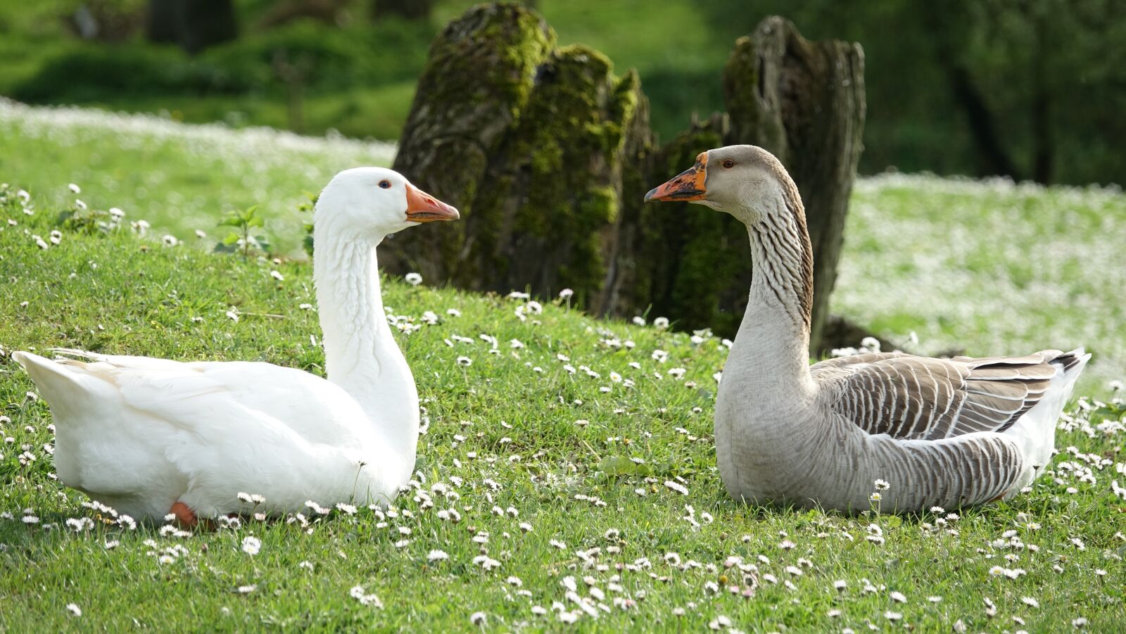 Sony Cyber-shot DSC-RX10 III sample photo. Goose, bird, nature photography