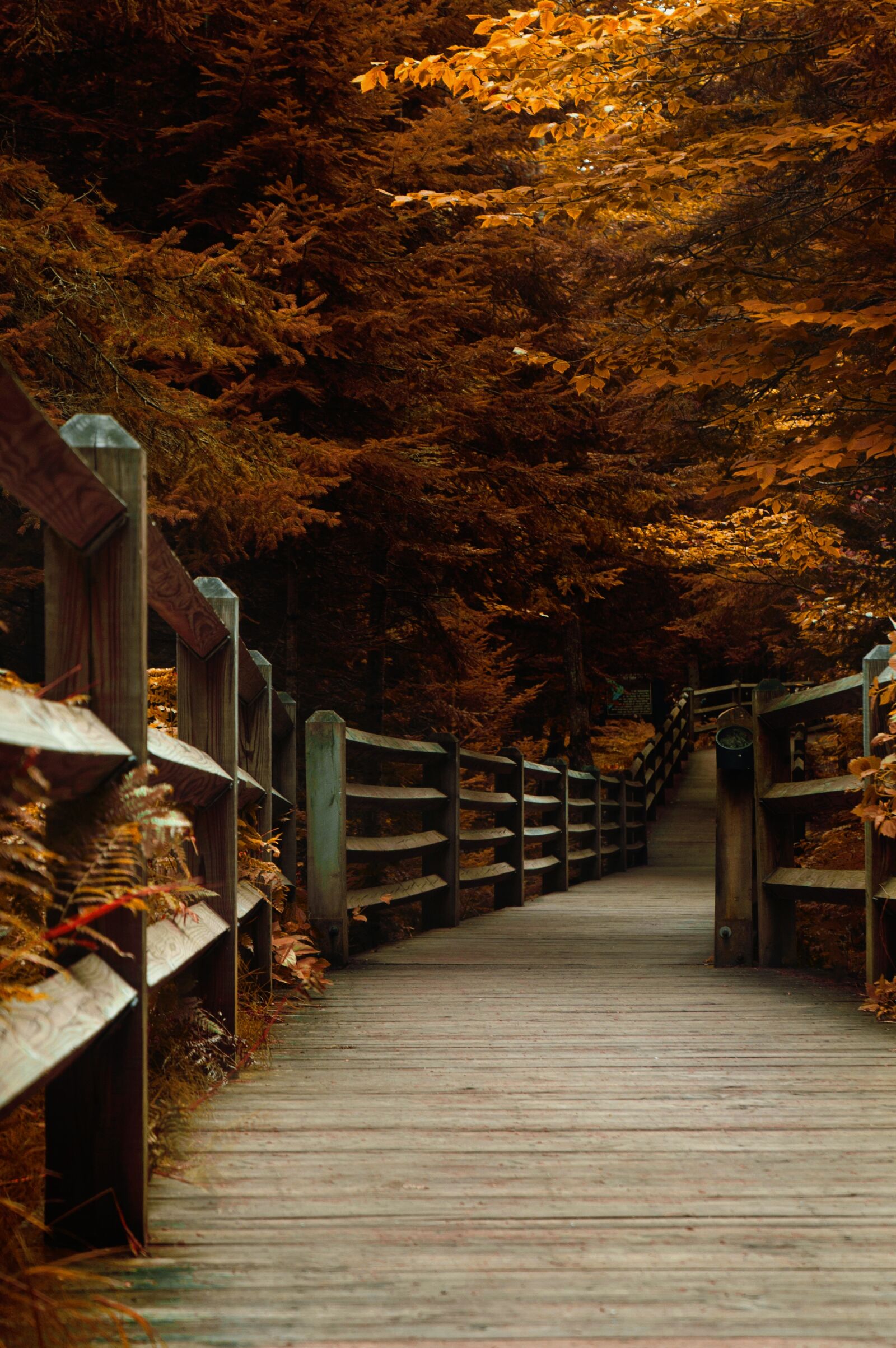 Nikon D70s sample photo. Path, woods, autumn photography