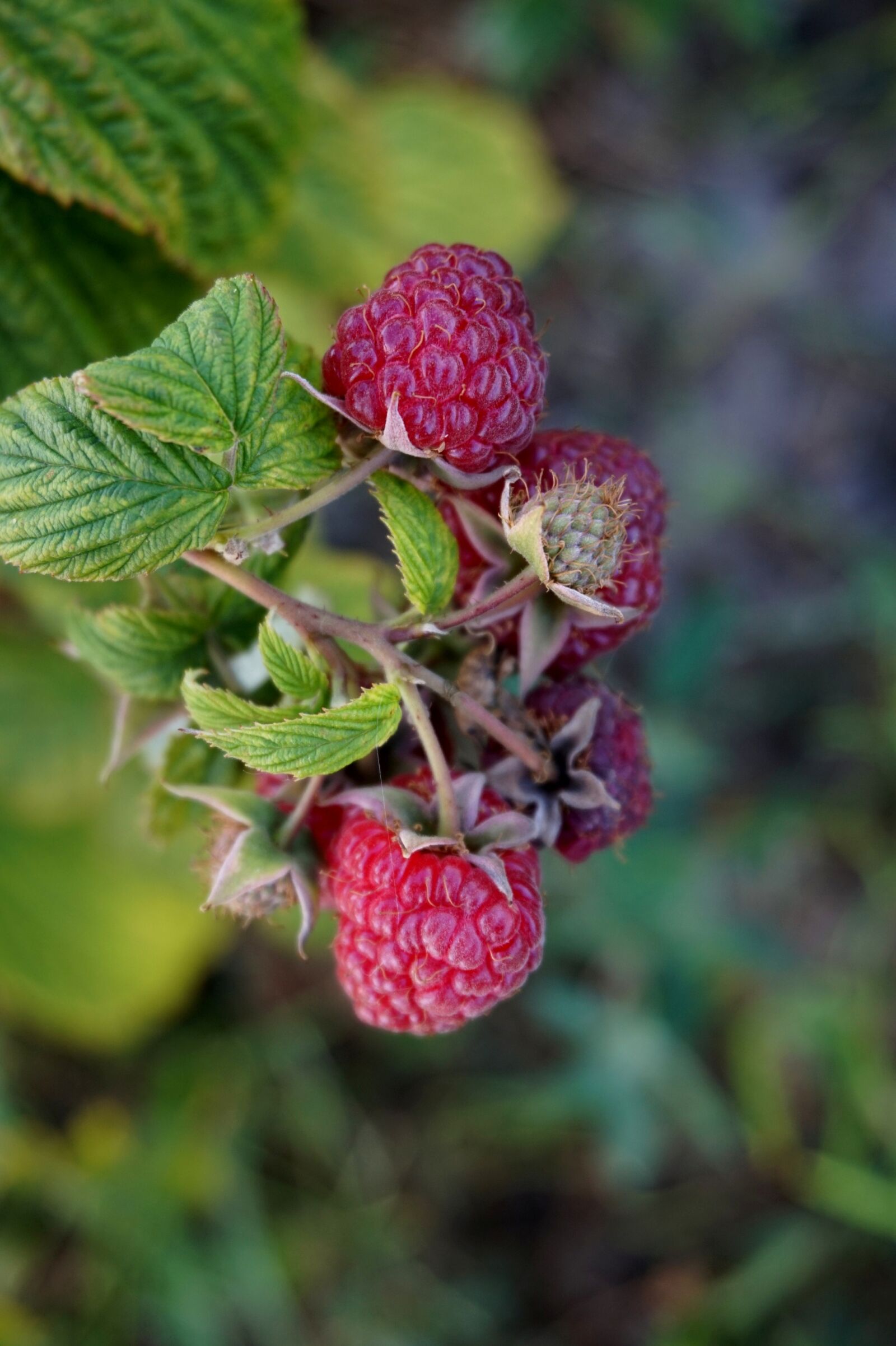 Sony Alpha a5000 (ILCE 5000) sample photo. Raspberries, fruit, summer photography