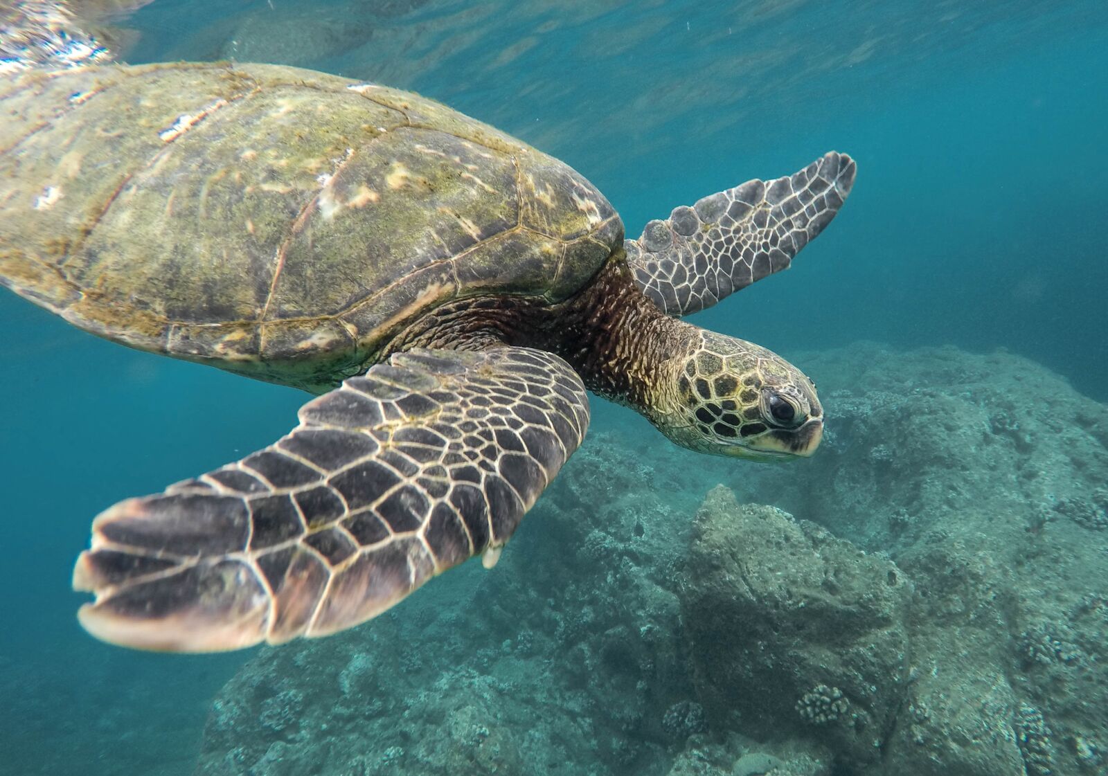 GoPro HERO4 Silver sample photo. Animal, turtle, coral reef photography