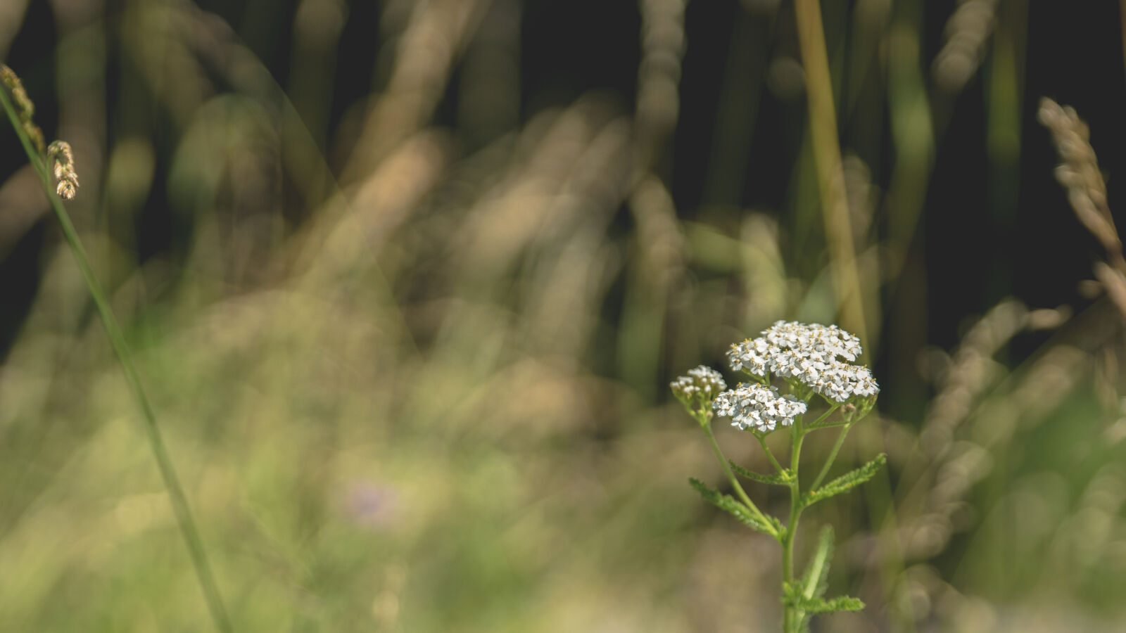 24-70mm F2.8-2.8 SSM sample photo. Blossoms, grass, meadow, plant photography