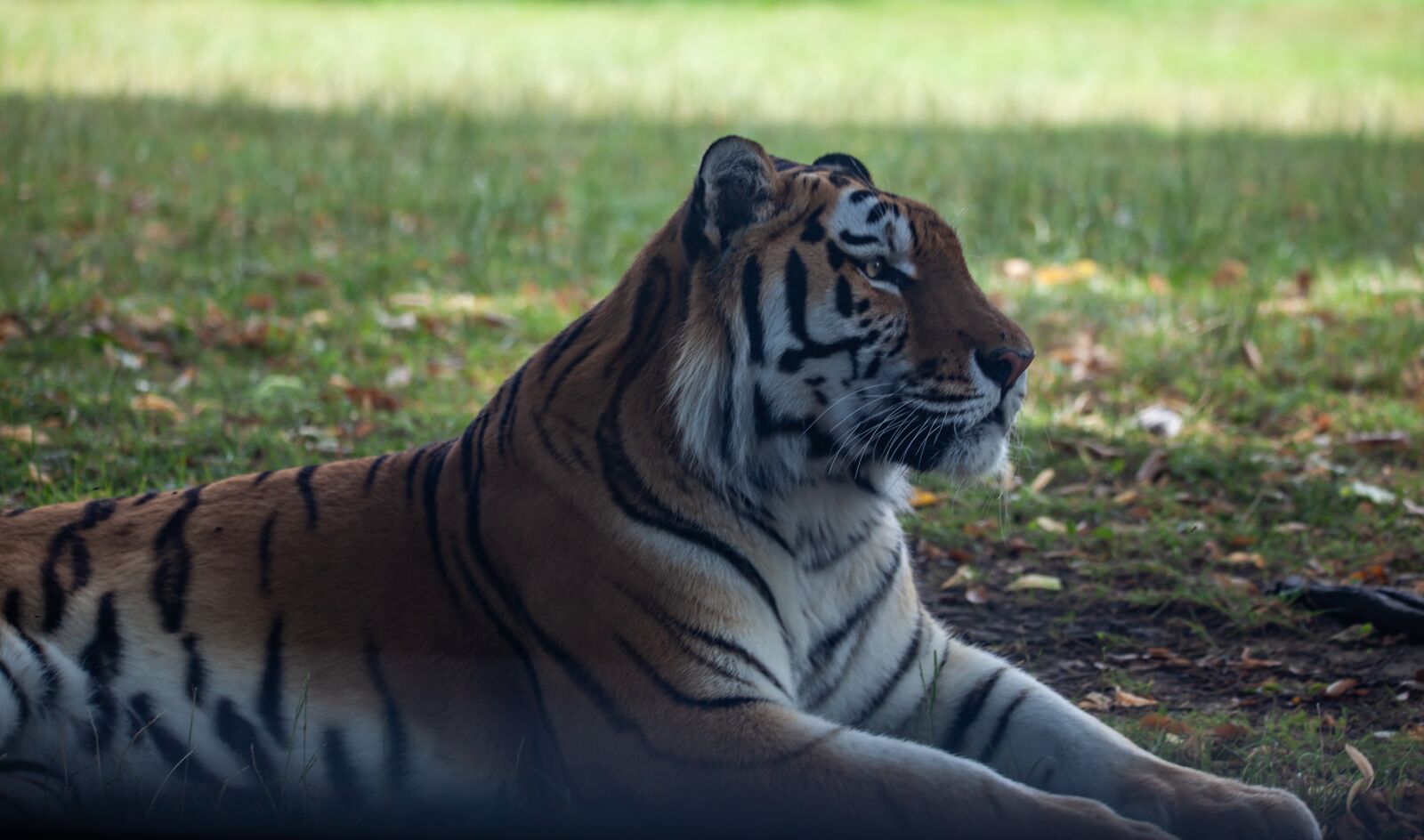 150-600mm F5-6.3 DG OS HSM | Contemporary 015 sample photo. Amur tiger, tiger, burning photography