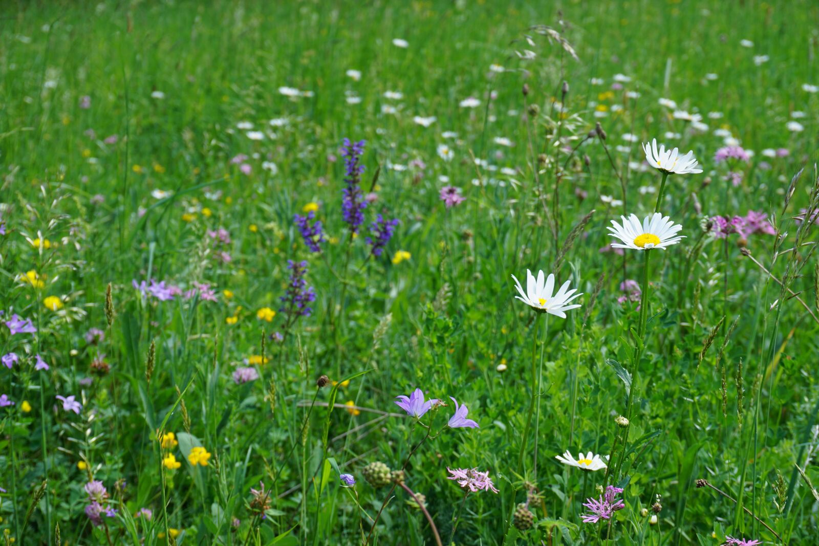 Sony a6000 sample photo. Flower meadow, flowers, spring photography