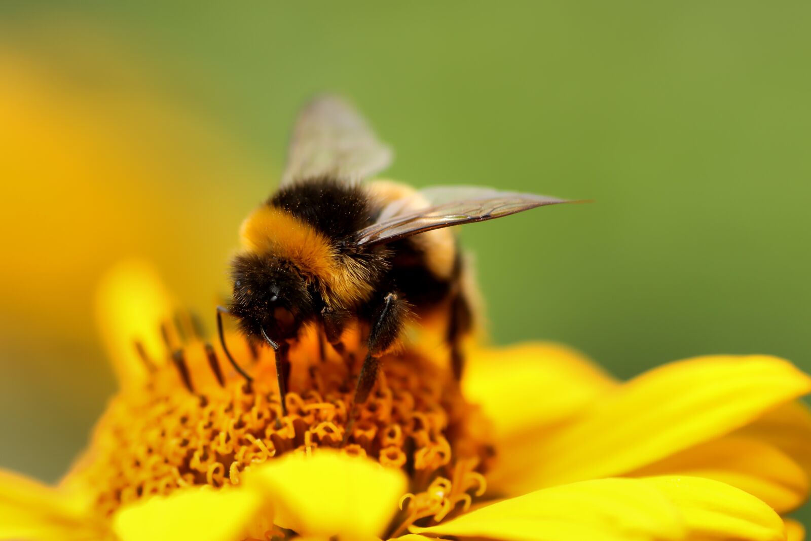 Tamron SP 90mm F2.8 Di VC USD 1:1 Macro sample photo. Hummel, insect, nature photography