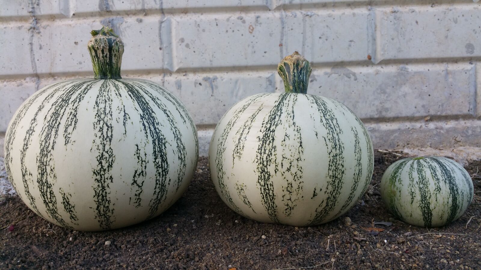 Samsung Galaxy Note4 sample photo. Squash, round, pumpkin photography