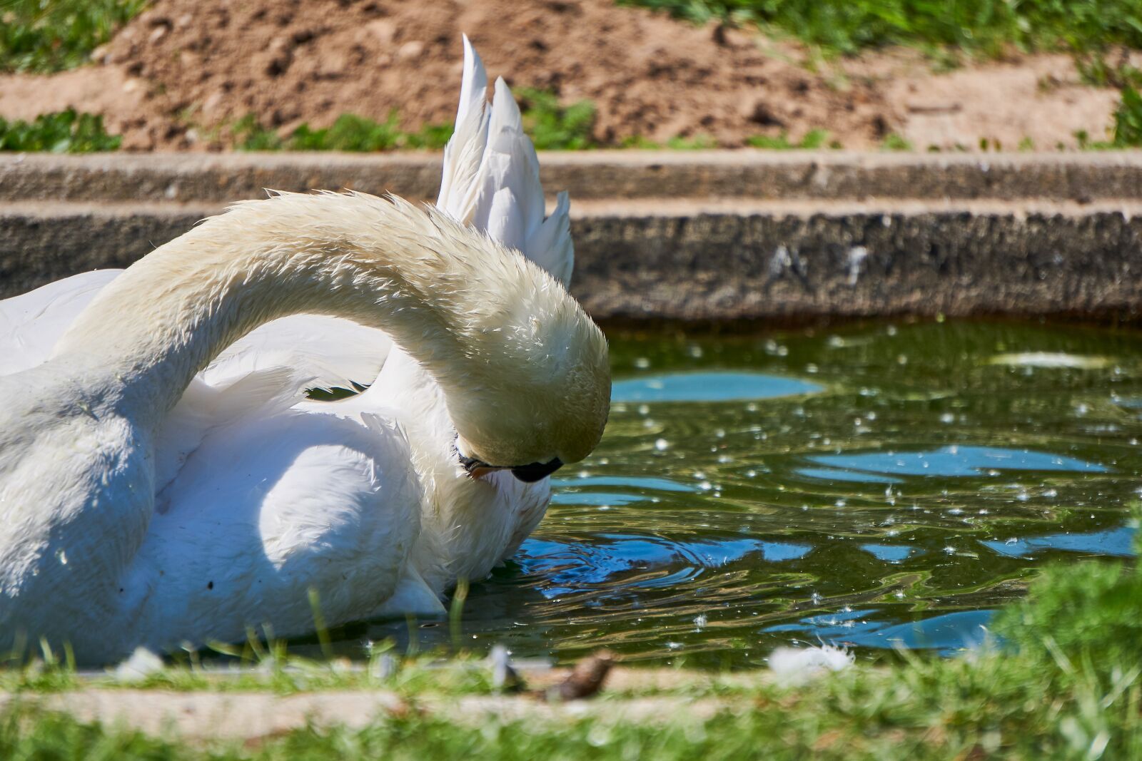 Sony E 55-210mm F4.5-6.3 OSS sample photo. Bird, swan, animal world photography
