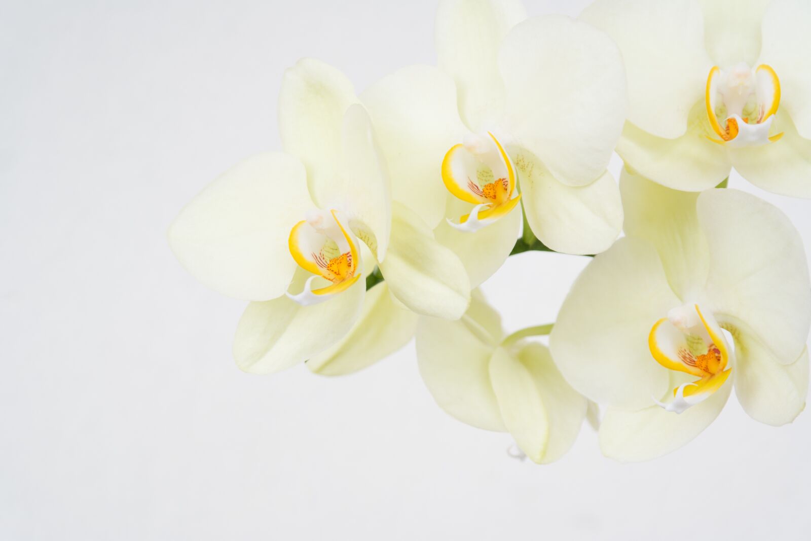 Samsung NX 18-55mm F3.5-5.6 OIS sample photo. Flowers, orchids, floreal photography