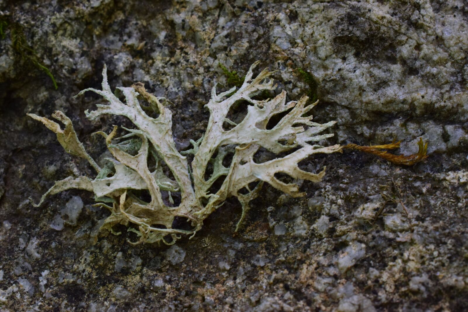 Nikon D5300 sample photo. Lichen, foam, tree photography