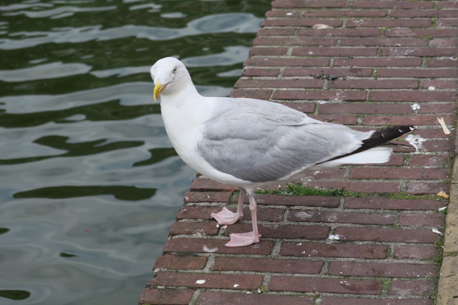 Canon PowerShot G7 X sample photo. Bird, water bird, gull photography