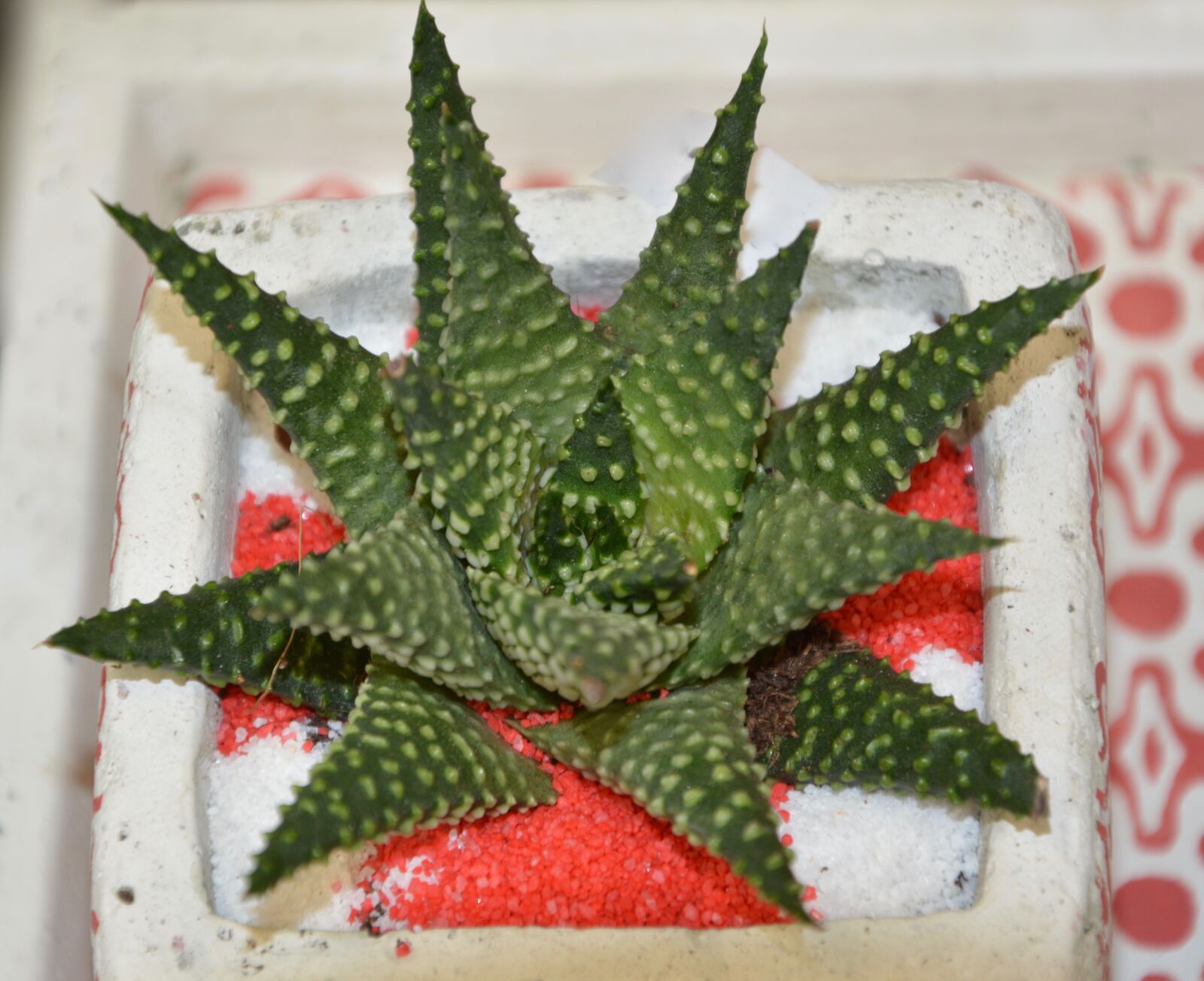 Nikon D5200 sample photo. Cactus, succulent, offer photography