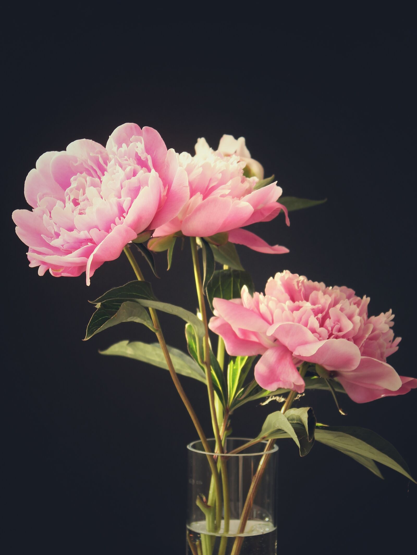 Canon EOS 1300D (EOS Rebel T6 / EOS Kiss X80) sample photo. Peony, peony bouquet, flowers photography