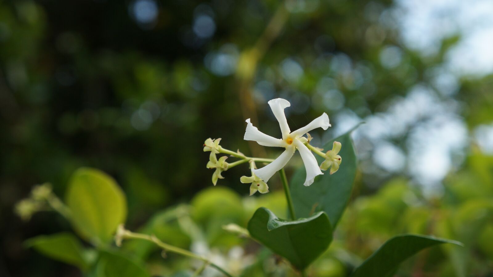 Sony Alpha a3000 + Sony E 18-55mm F3.5-5.6 OSS sample photo. Jasmine, flower, floral photography