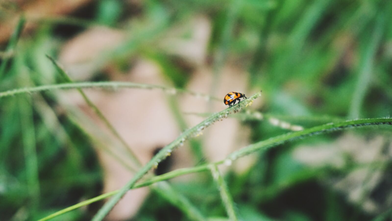 Sony E 16-50mm F3.5-5.6 PZ OSS sample photo. Petite, nature, ladybug photography