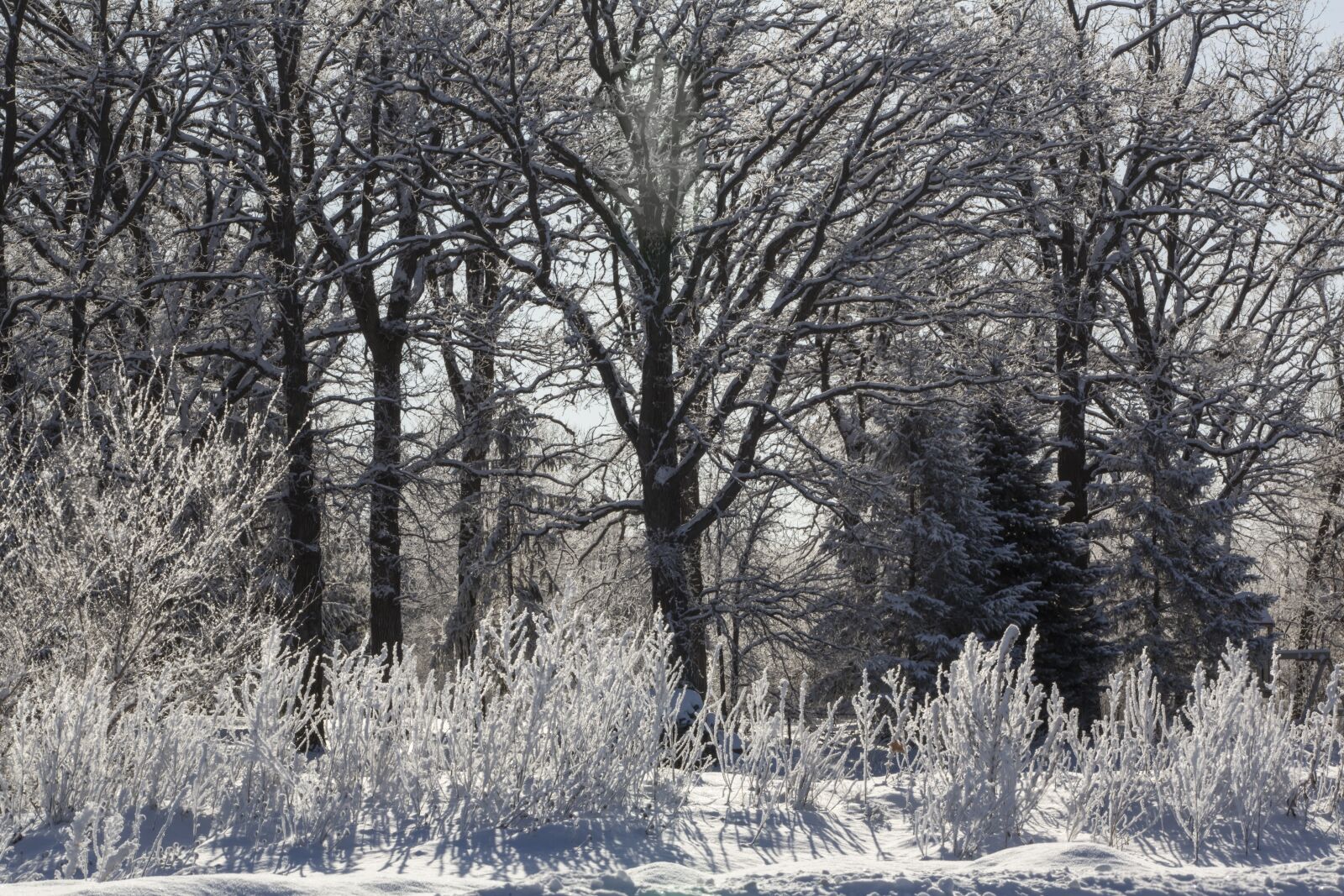 Canon EOS 5D Mark III + Canon EF 70-200mm F2.8L USM sample photo. Winter, frost, trees photography