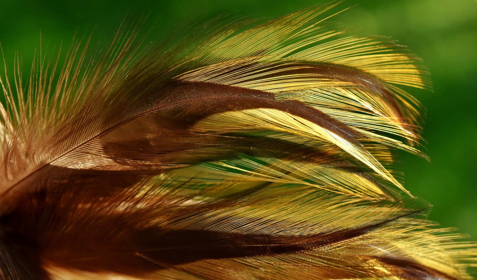 Nikon D7200 sample photo. Feather, bird, nature photography